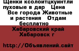 Щенки ксолоитцкуинтли пуховые в дар › Цена ­ 1 - Все города Животные и растения » Отдам бесплатно   . Хабаровский край,Хабаровск г.